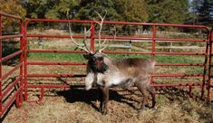 an animal that is standing inside of a fenced in area with hay on the ground