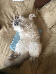 a cat laying on its back on a bed