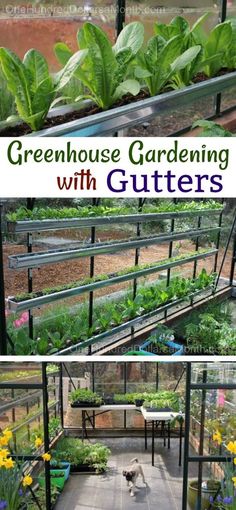 greenhouse gardening with gutters and plants growing in them