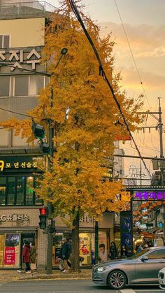 a tree with yellow leaves in front of a building and cars parked on the street