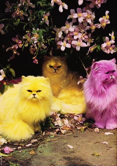 three different colored cats sitting next to each other in front of some flowers and plants