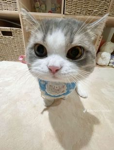 a gray and white cat wearing a blue bib on top of a table next to wicker baskets