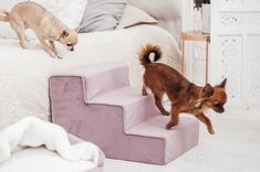 two small dogs climbing up the stairs in a room with white walls and carpeted flooring