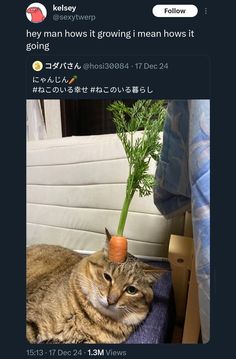 a cat laying on top of a bed next to a carrot in a planter