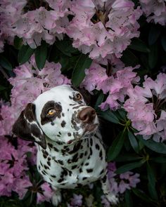 a dalmatian dog sitting in front of pink flowers