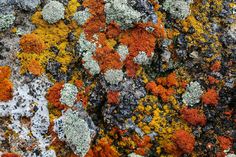 closeup of lichen and moss growing on a rock