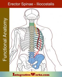 an image of a skeleton with the words erotr spinee - illcoastis