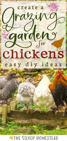 a charcoal gray, light gray, and solid white hen are perched on the wood board edge of a raised garden bed full of green growing weeds near a black rooster in a pleasant garden scene with text that reads create a grazing garden for chickens easy diy ideas Garden Ideas Backyard, Easy Diy Ideas, Egg Laying Chickens, Chicken Keeping, Urban Chickens, Chicken Life