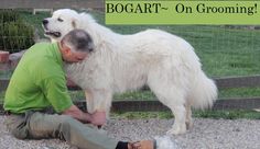 a man kneeling down next to a large white dog on top of a gravel field