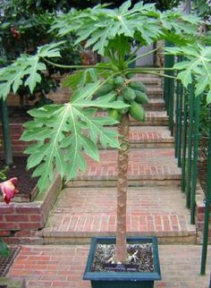 a large green plant sitting on top of a red brick walkway in front of trees