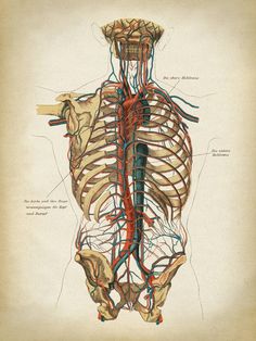 a diagram of the human body with blood vessels and branches attached to its back end