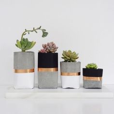 four cement pots with succulents in them on a white surface, one is black and the other is gold