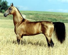 a brown horse standing on top of a dry grass field