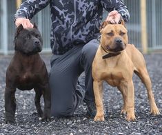 a man kneeling down next to two dogs on gravel covered ground with fence in the background