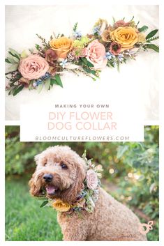 a dog with flowers on it's head and the words making your own diy flower dog collar