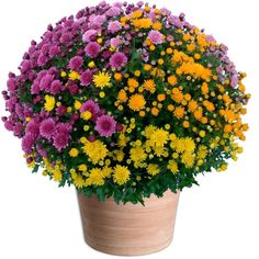 a pot filled with lots of different colored flowers