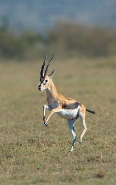 an antelope running in the open field