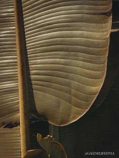 the underside of a large leafy plant next to a pole with leaves on it