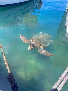 #turtle #zakynthos #greece #greekislands #ocean #oceanlife Greece Turtles, Beach Dump, Beach Post, Summer Pics, Ocean Vibes