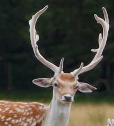 a close up of a deer with antlers on it's head