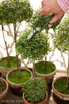 someone is cutting down the top of a small tree in their pots with shears