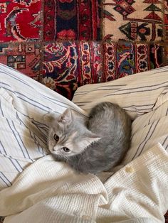 a cat laying on top of a bed covered in blankets