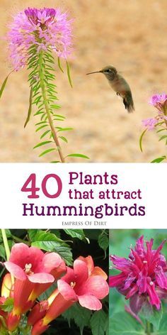 the cover of 40 plants that attract hummingbirds, including pink flowers and green leaves