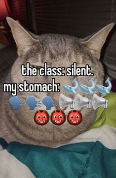 a cat laying on top of a bed with the caption, the class silent my stomach