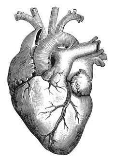 an old diagram of the human heart