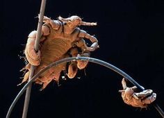 some kind of insect hanging from a pole