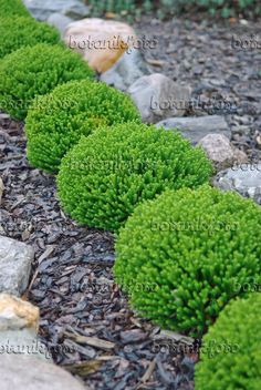 some very pretty green plants by some rocks