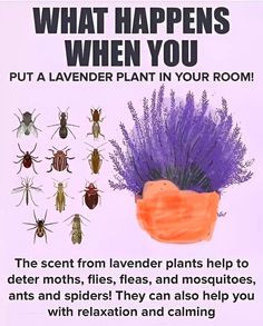 a sign that says what happens when you put a lavender plant in your room