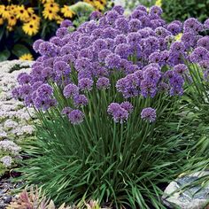 purple flowers are blooming in the garden next to some rocks and plants on the ground