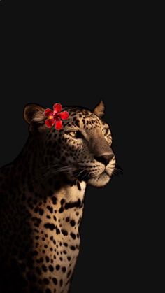 a leopard with a red flower on its head is shown in the dark, and it looks