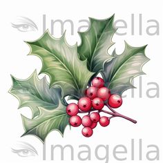 a holly with red berries and green leaves