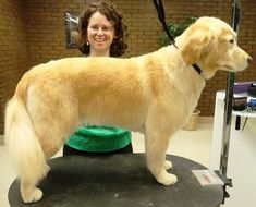 a woman standing next to a large brown dog on top of a black table in front of a brick wall