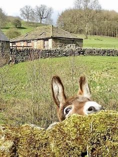 a donkey peeking over the top of a stone wall in front of a farm house