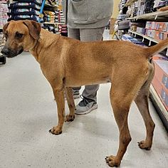 a brown dog standing in the middle of a store aisle