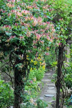 the path is covered with vines and flowers