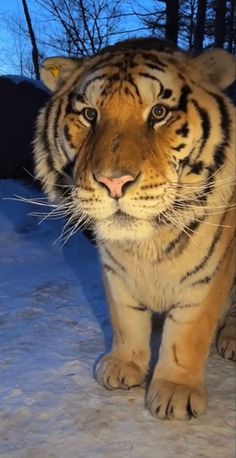 Tiger Reference Photo, Silly Tiger, Tigers Videos, Tiger With Wings, Caspian Tiger, Tiger Hunting, Toyger Cat, Fat Tiger, Two Tigers