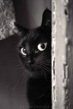 a black cat is peeking out from behind a curtain with its eyes wide open and looking at the camera