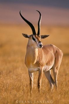 an antelope standing in the middle of a dry grass field with long horns