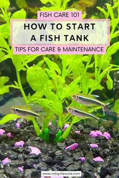 fish in an aquarium with the words how to start a fish tank tips for care and maintenance