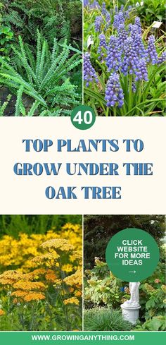 the top plants to grow under the oak tree with text overlay that reads 40