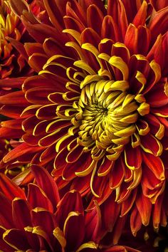 a close up view of a red and yellow flower