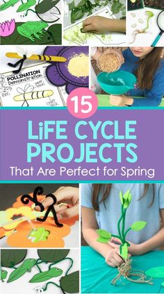 spring life cycle science projects for learning about butterflies, frogs and plants Bird Life Cycle, Plant Life Cycles, Butterfly Life Cycle Activity, Science Life Cycles, Spring Science, Fun Writing Activities