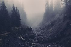 a foggy forest filled with lots of trees and rocks on the side of a mountain