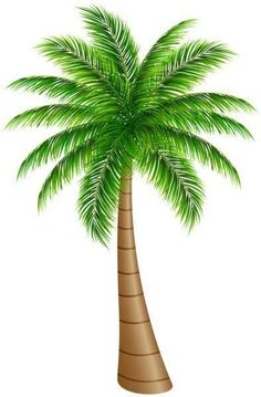 a palm tree on a white background