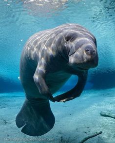 a manass swimming in the water with its mouth open