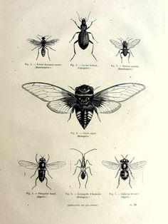 an old book with different types of insects on it's pages, including two large and one small bees